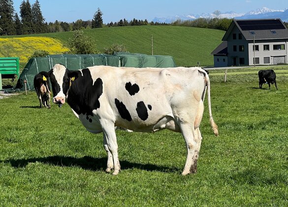 Garantiert das Herz am rechten Fleck: Leserbild von Trudy Lang, entdeckt in Elmenringen bei Neudorf.
