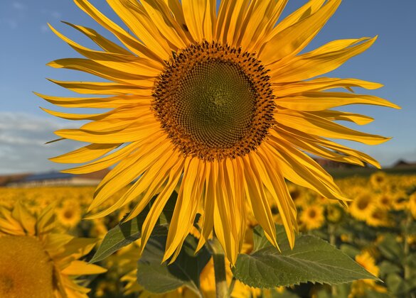 Diese Sonnenblume geniesst die letzten Sonnenstrahlen im September. Ein Leserinnenbild von Cécile Hüsler aus Neudorf. 